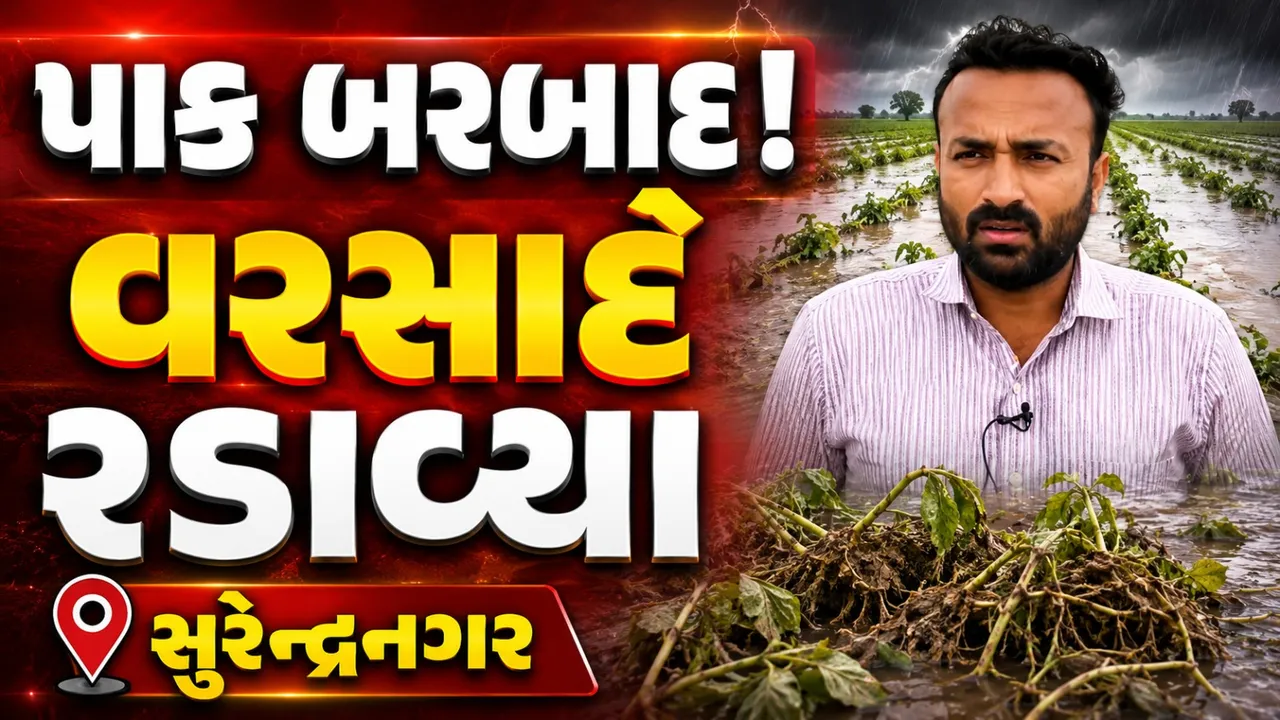 ભારે વરસાદથી ખેડૂતોને મોટું નુકસાન, ભારતીય કિસાન સંઘની ટીમ પહોંચી સુરેન્દ્રનગર