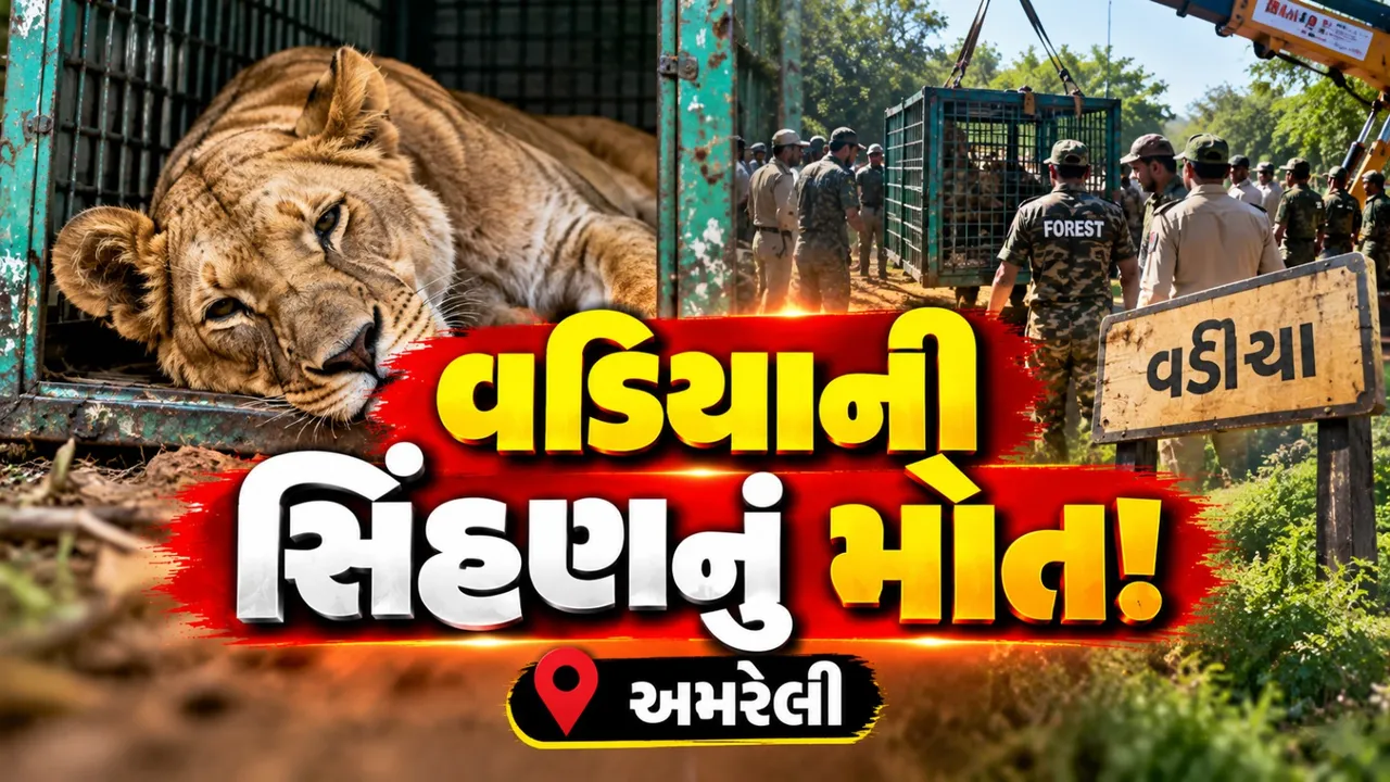 અમરેલીના વડિયામાં આતંક મચાવનાર સિંહણનું મોત, હડકવાના લક્ષણોની આશંકા