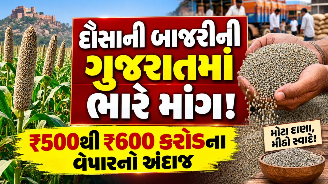રાજસ્થાનની બાજરીની ગુજરાતમાં ભારે માંગ, દૌસાના ખેડૂતોને આ વખતે બમ્પર કમાણીની આશા
