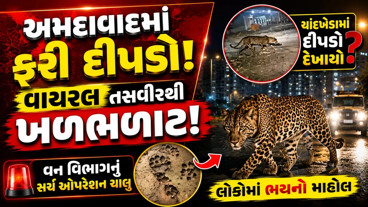 અમદાવાદમાં કેટલા દીપડા ? વધુ એક દીપડો જોવા મળ્યાનો દાવો