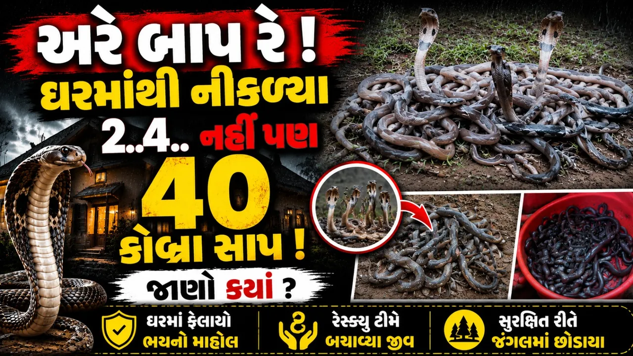 વરસાદમાં સાપનો આતંક! એક ઘરમાંથી નીકળ્યા 40 કોબ્રા અને બચ્ચાં